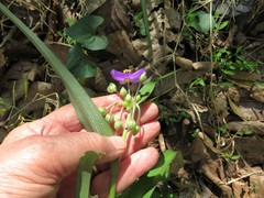 Tradescantia ernestiana