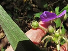 Tradescantia ernestiana