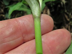 Tradescantia ernestiana