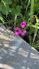 Oxalis articulata