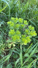 Euphorbia helioscopia