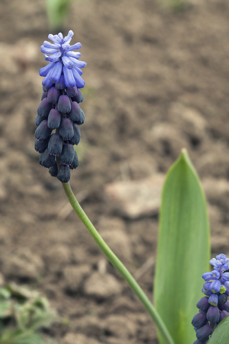 Broad-leaved Grape-hyacinth