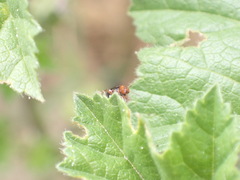 Podagrica fuscicornis