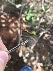 Yphthimoides ochracea