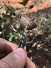 Yphthimoides ochracea