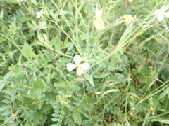 Raphanus raphanistrum landra