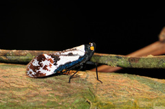 Penthicodes farinosus