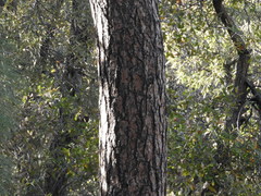 Pinus arizonica