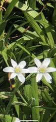 Ornithogalum umbellatum