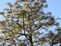 Pinus arizonica