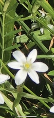 Ornithogalum umbellatum