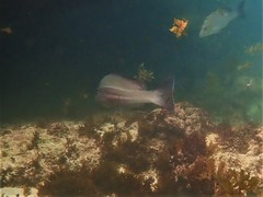 Lutjanus carponotatus