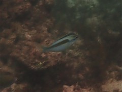 Scolopsis monogramma