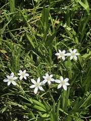 Ornithogalum umbellatum