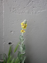 Verbascum boerhavii