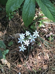 Ornithogalum umbellatum
