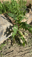 Cichorieae