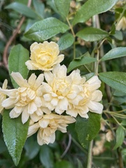 Rosa banksiae