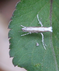 Epicephala lativalvaris