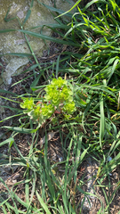 Euphorbia helioscopia