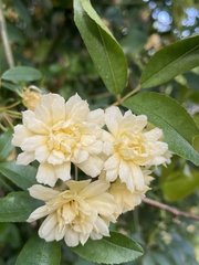 Rosa banksiae