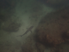 Carcharhinus amblyrhynchos