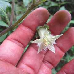 Jaltomata viridiflora