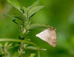 Euselasia thucydides