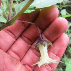 Jaltomata viridiflora