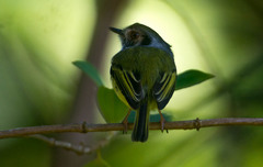 Myiornis auricularis