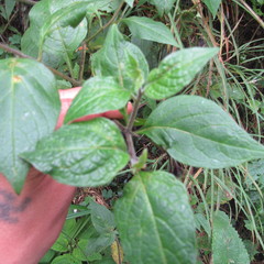 Jaltomata viridiflora