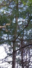 Pinus armandi