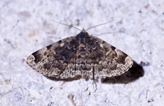 Idia majoralis
