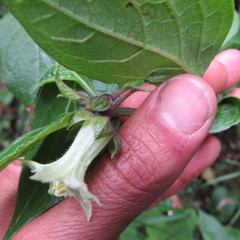 Jaltomata viridiflora