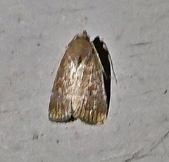 Elaphria grata