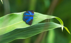 Lepidoptera