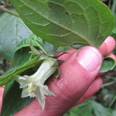 Jaltomata viridiflora