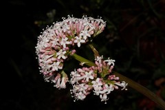 Valeriana italica