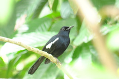 Copsychus saularis pluto