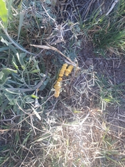 Prosopis strombulifera