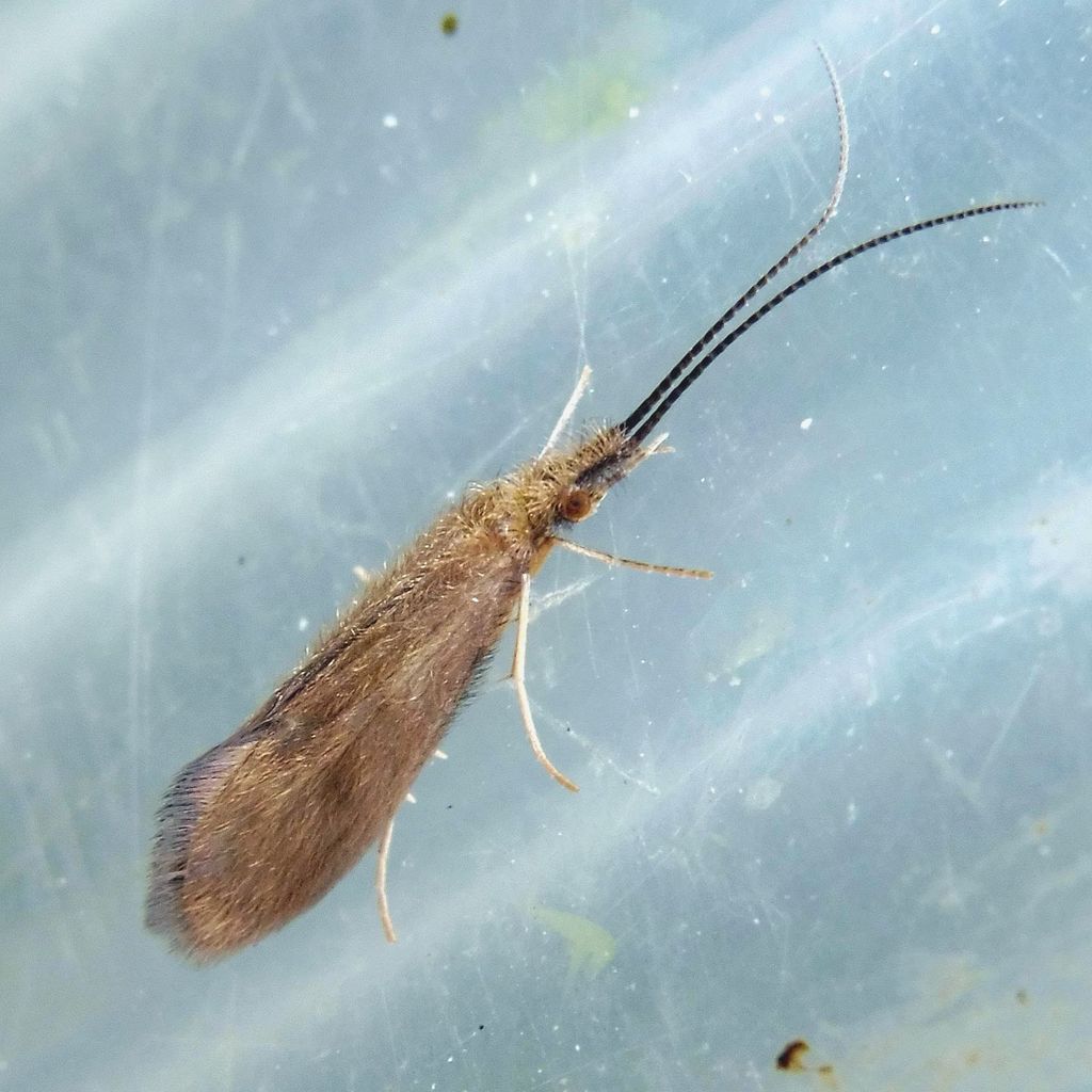 Crunoecia irrorata