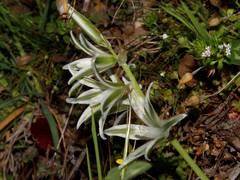 Ornithogalum boucheanum