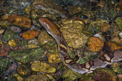 Trimerodytes aequifasciatus