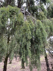 Juniperus cedrus