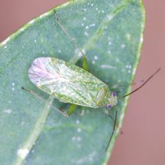 Orthotylus flavosparsus