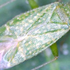 Orthotylus flavosparsus