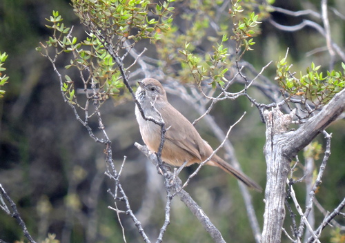 Patagonian Canastero (Pseudasthenes patagonica), photo 2