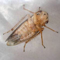 Macropsis scotti