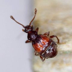 Reichenbachia juncorum