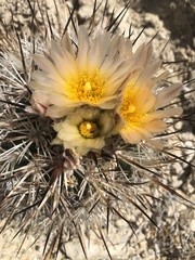 Pediocactus sileri